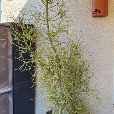 Big Beautiful Euphorbia
