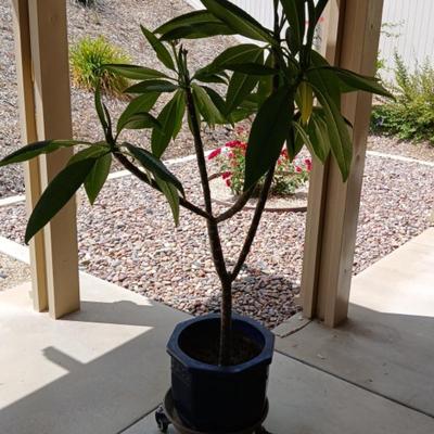 Potted Plant #2