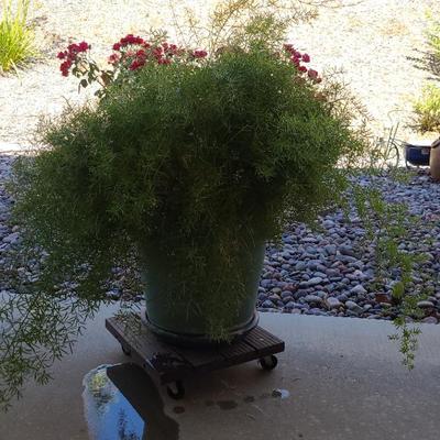 Asparagus Fern In Ceramic Pot On Wheels #2