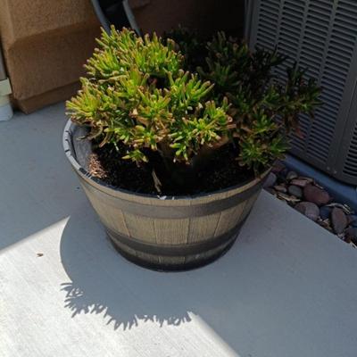 Potted Plant #1