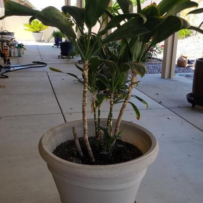 Dracaena In Plastic Pot