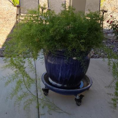 Asparagus Fern In Ceramic Pot On Wheels #1