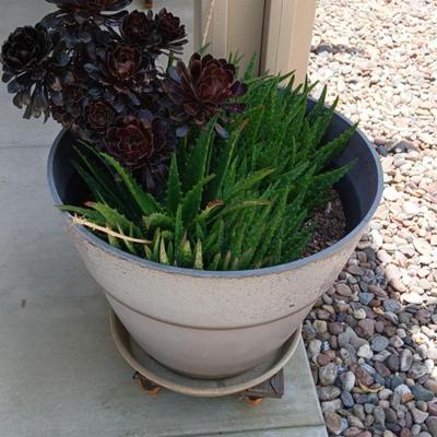 Potted Plant #3