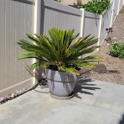 Sago Palm