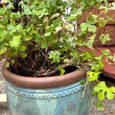 Ceramic Planter Pot with Live Plant 