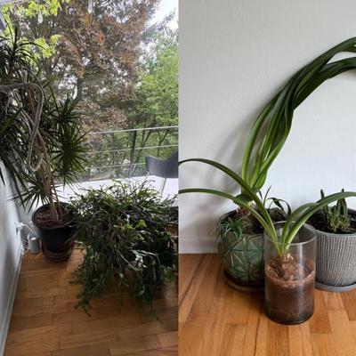 Group of Misc. Plants & Containers