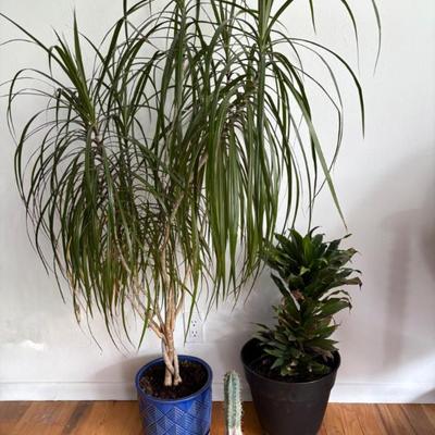 Plant Trio - Still Alive!!!! Dracaena plant, Cactus, and More!