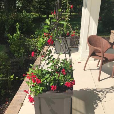 trellis with planted planter $250 per pair