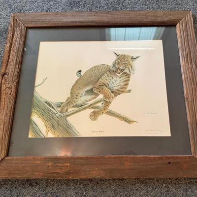 Kentucky Wildcat Print By Jim Oliver