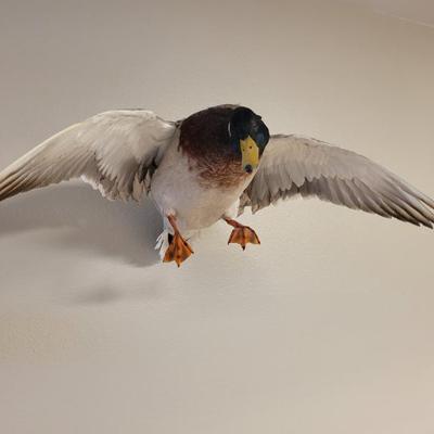 Sale Photo Thumbnail #122