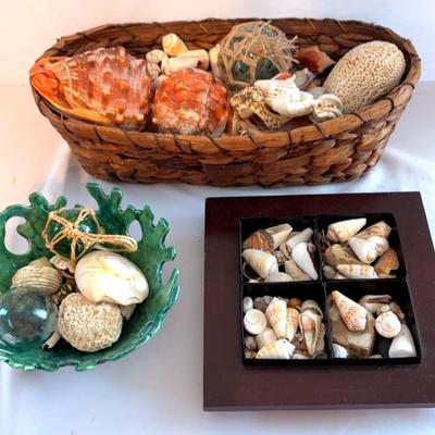 Shell Collection