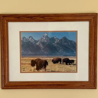 Under The Willow Studio Buffalo Photograph 
