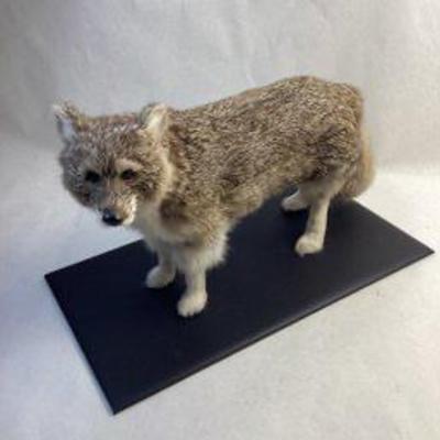 12” real fur