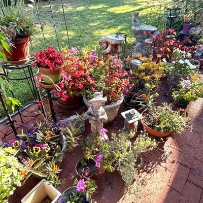 Lots of plants