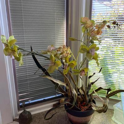 Sale Photo Thumbnail #192: Large Orchid plants and planters