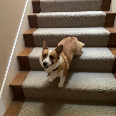Sale Photo Thumbnail #35: Lucy is not for sale, but wanted to say hello!