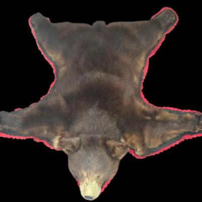 Bear Rug
