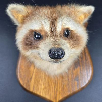 Rocky Raccoon