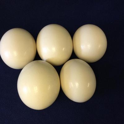 Ostrich Eggs Qty 5