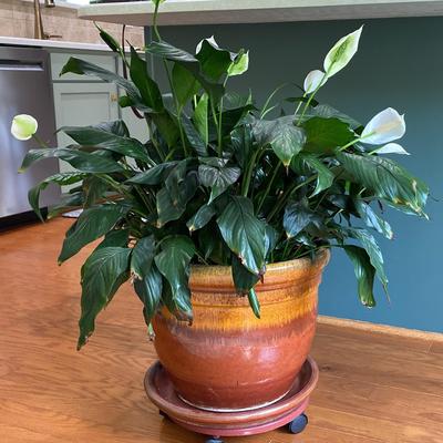 Live Peace Lily Plant with Clay Pot