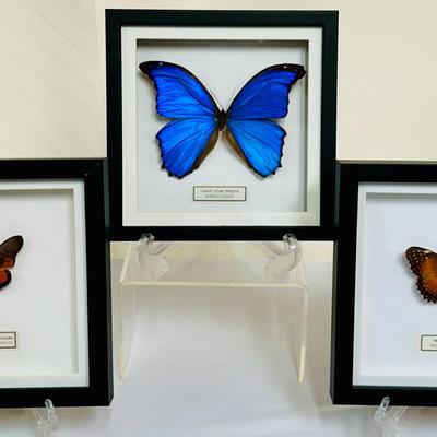 Giant Blue Morpho Butterfly & More