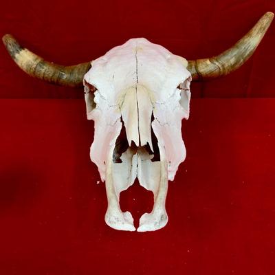 Cow Skull With Horns