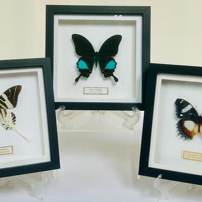 Mounted & Framed Paris Peacock Butterfly & More
