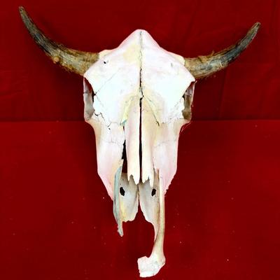 19.5” Cow Skull! 