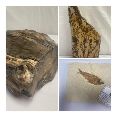 Petrified Wood, Fish Fossils & More