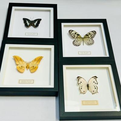 (4) Framed & Mounted Butterflies / Moths