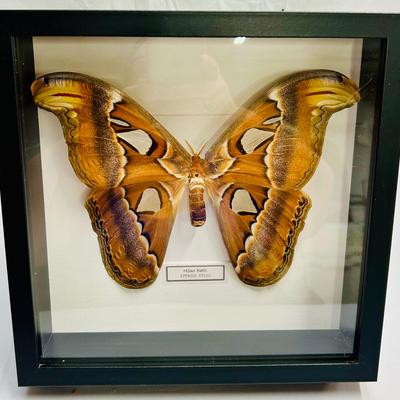 Beautifully Framed Atlas Moth