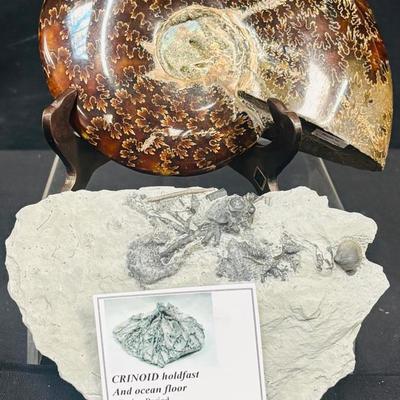 Fossil Collection