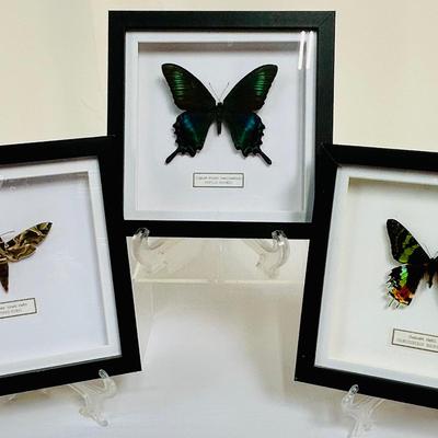 Trio of Iridescent Moths & Butterfly