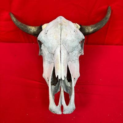 Cattle Skull Decor 