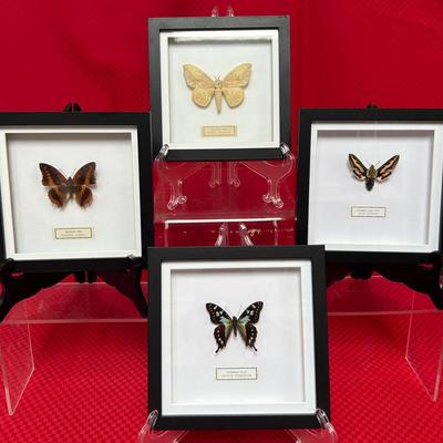 Butterfly And Moth Specimens In Glass