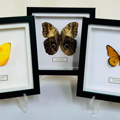 (3) Framed & Mounted Butterflies / Rare Owl Butterfly