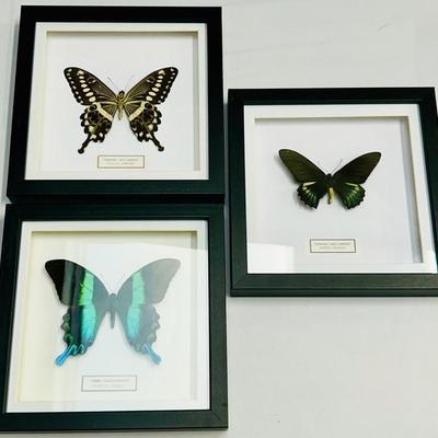 Trio of Framed & Mounted Swallowtail Butterflies
