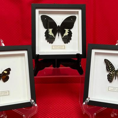 Forest Giant Butterfly (And Friends)