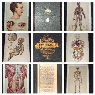 Antique 1886 Embalmers' Anatomical Aid Manikin Of Superimposed Diagrammatic Plates