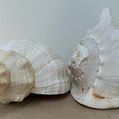 Pair (2) Very Large Conch Sea Shells