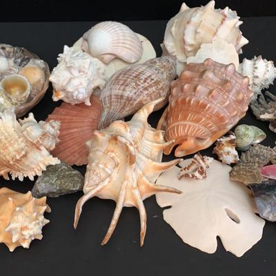 Shell Variety With Sand Dollars