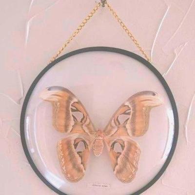 Attacus Atlas Moth In Round Curved Glass Frame 