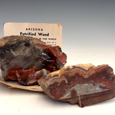 Arizona Petrified Wood With Mexican Lace Agate  