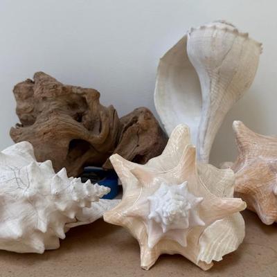 Genuine Sea Shells (5) With Conch And Driftwood Pieces