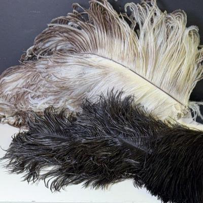 Feathers 