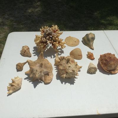Super Seashells