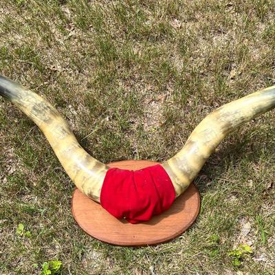 50” Mounted Horns — Ready to Hang