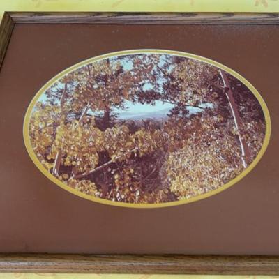 KKT026-Framed picture of an Aspen forest in Colorado in 1989 taken by Julie Wyckoff