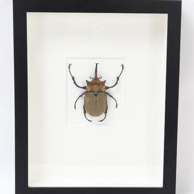 Lot 401 pheromone by christopher marley elephant beetle