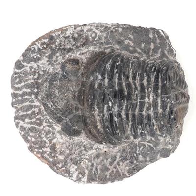 Sale Photo Thumbnail #265: Lot 265 ancient trilobite fossil